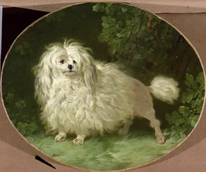 Portrait of a Poodle